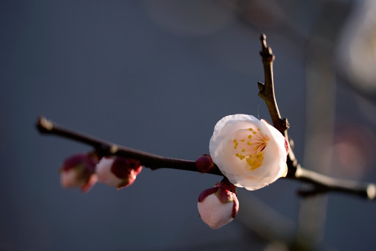 白色梅花 单瓣