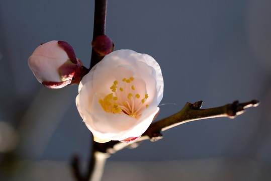 白色梅花 单瓣