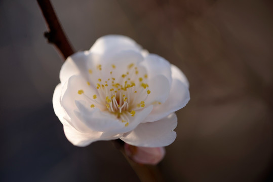 白色梅花 玉蝶