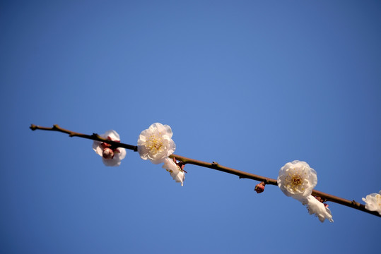 白色梅花 玉蝶