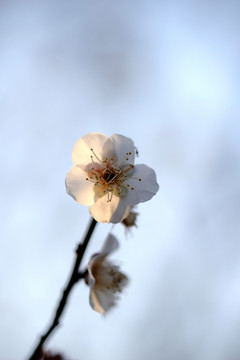 白色梅花 玉蝶