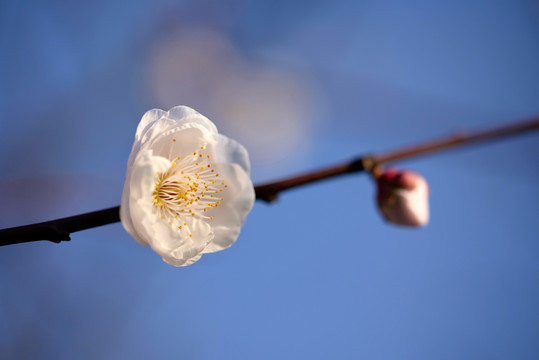 白色梅花 玉蝶