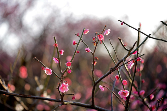 粉色梅花 宫粉