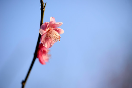 粉色梅花 宫粉