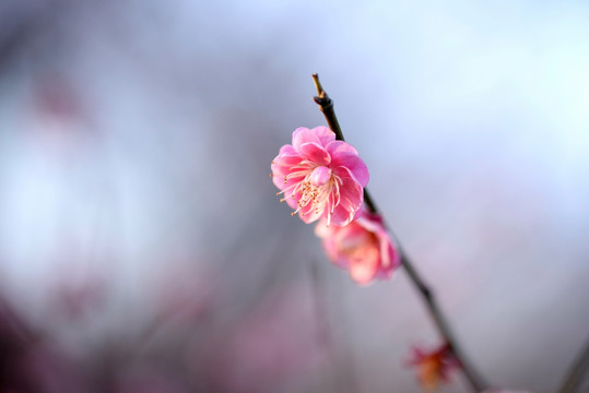 粉色梅花 宫粉