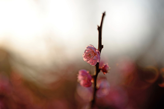 粉色梅花 宫粉