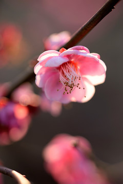 粉色梅花 宫粉