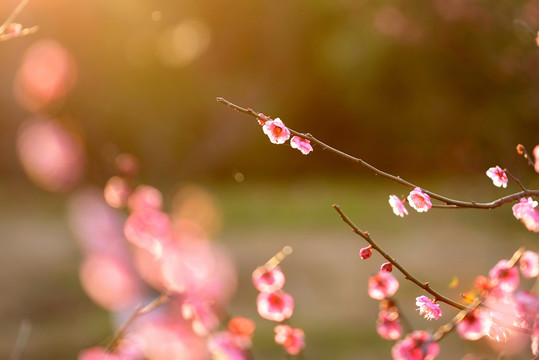 粉色梅花 宫粉