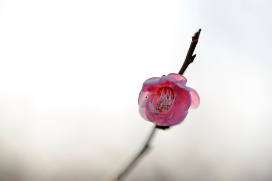 粉色梅花 宫粉