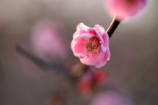 粉色梅花 宫粉