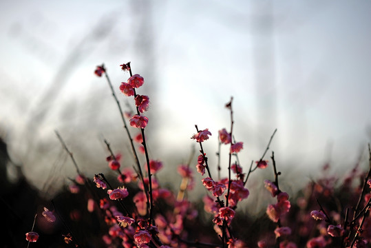 粉色梅花 宫粉