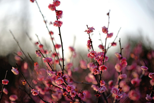 粉色梅花 宫粉