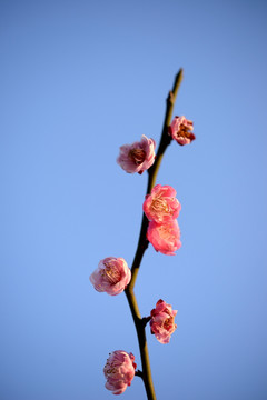 粉色梅花 宫粉