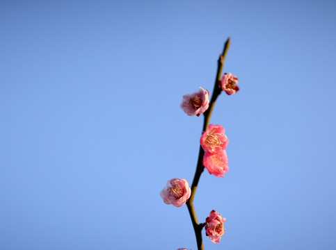 粉色梅花 宫粉