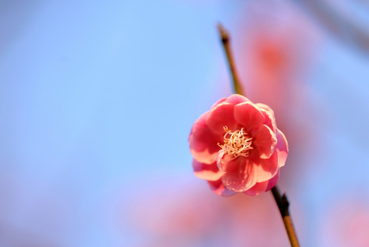 粉色梅花 宫粉