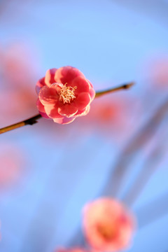 粉色梅花 宫粉