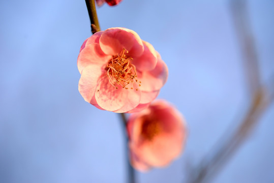 粉色梅花 宫粉