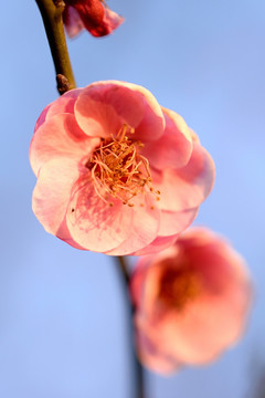 粉色梅花 宫粉