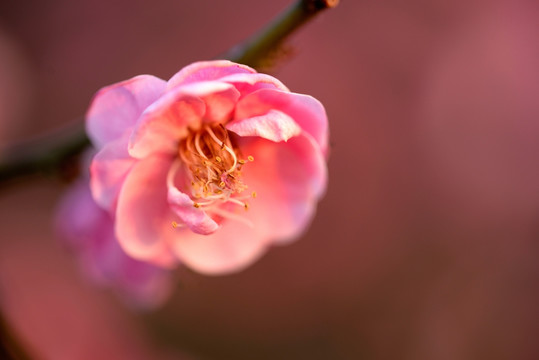 粉色梅花 宫粉