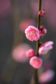 粉色梅花 宫粉