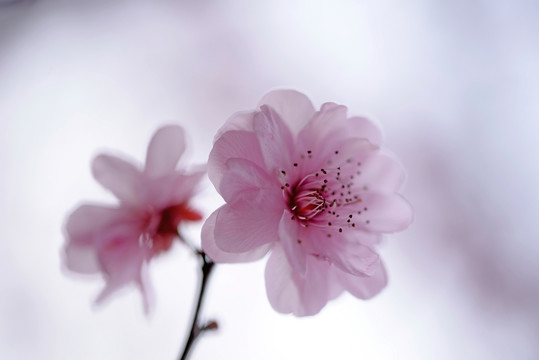 粉色梅花 美人