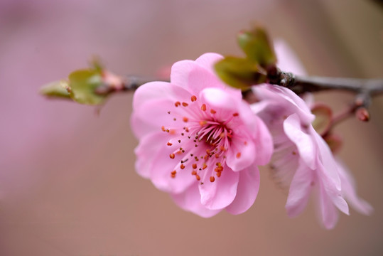 粉色梅花 美人