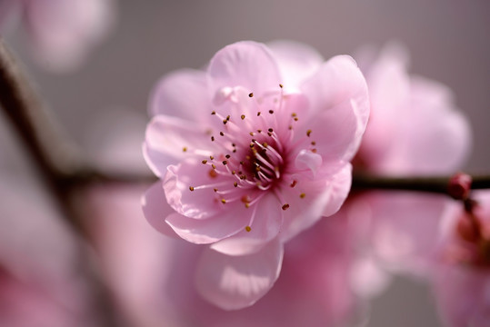 粉色梅花 美人