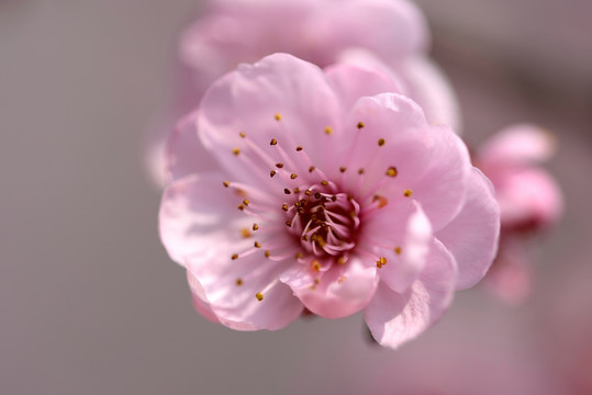 粉色梅花 美人