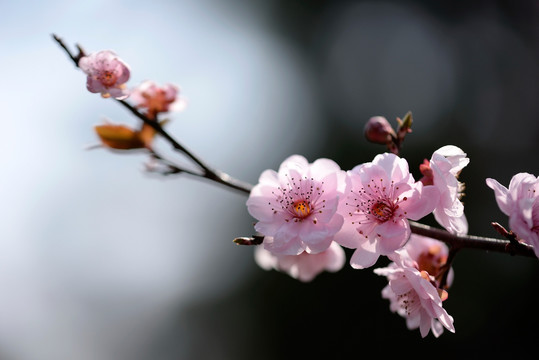 粉色梅花 美人