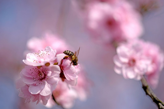 粉色梅花 美人 蜜蜂