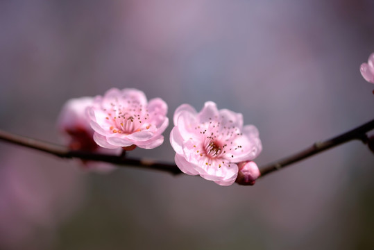 粉色梅花 美人