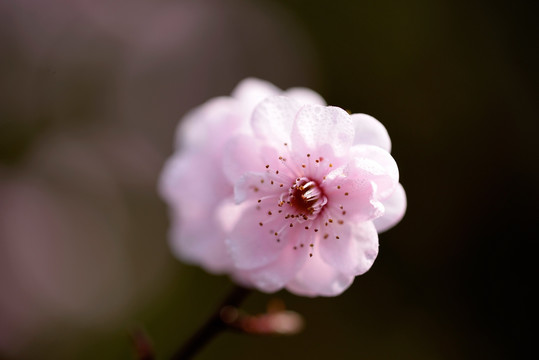 粉色梅花 美人