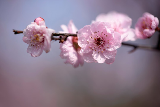 粉色梅花 美人