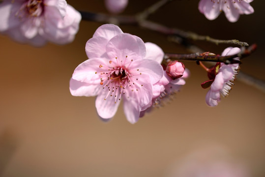 粉色梅花 美人