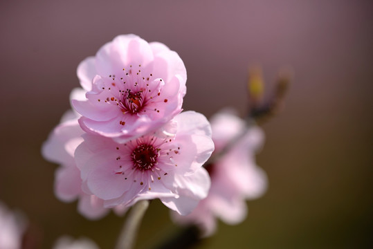 粉色梅花 美人