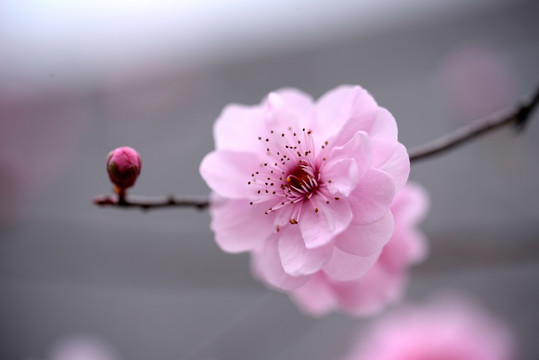 粉色梅花 美人