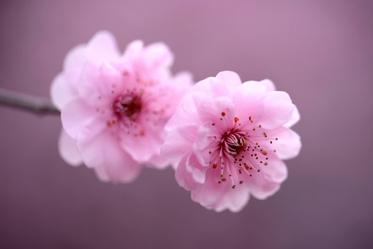 粉色梅花 美人