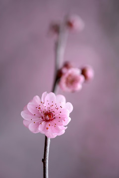 粉色梅花 美人