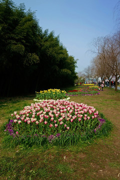 兰溪中洲公园郁金香花圃