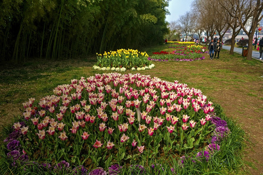 兰溪中洲公园郁金香花圃