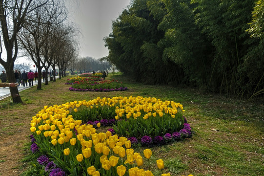 兰溪中洲公园郁金香花圃