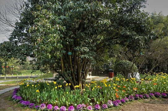 兰溪中洲公园郁金香花圃