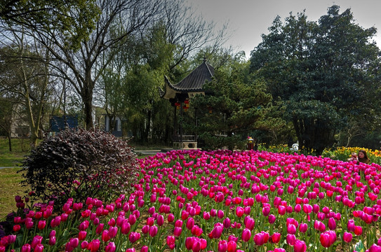 兰溪中洲公园郁金香花圃