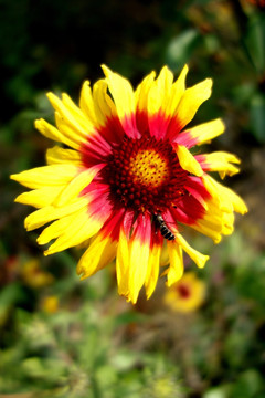 食蚜蝇和黄色菊花