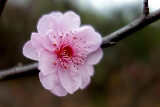 粉色梅花 宫粉