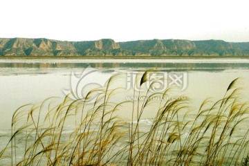 黄河湿地 高格