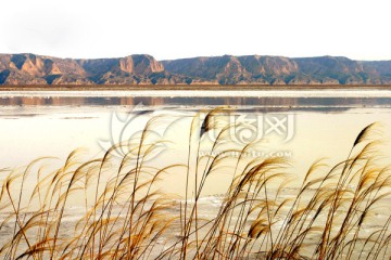 黄河湿地 高格