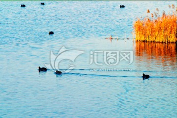 黄河湿地 高格