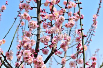 梅花盛开 日本梅花