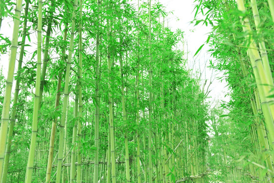 竹林 绿色背景